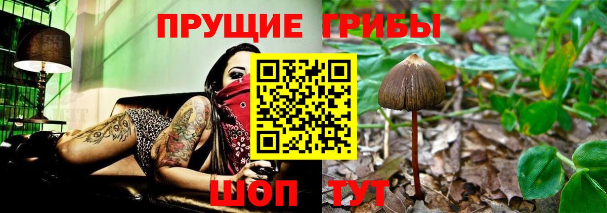 Псилоцибиновые грибы Cubensis Великий Устюг